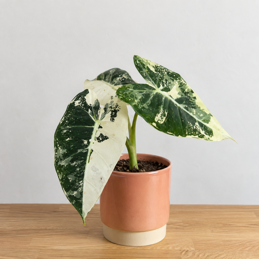 Alocasia Frydek Variegata 'baby'