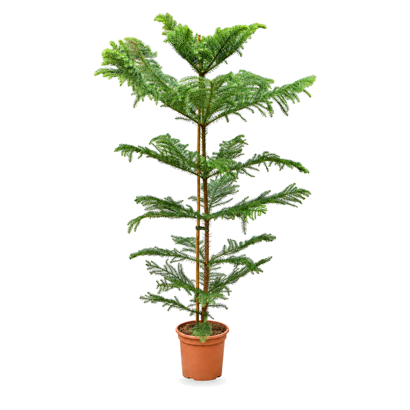 Araucaria heterophylla v květináči