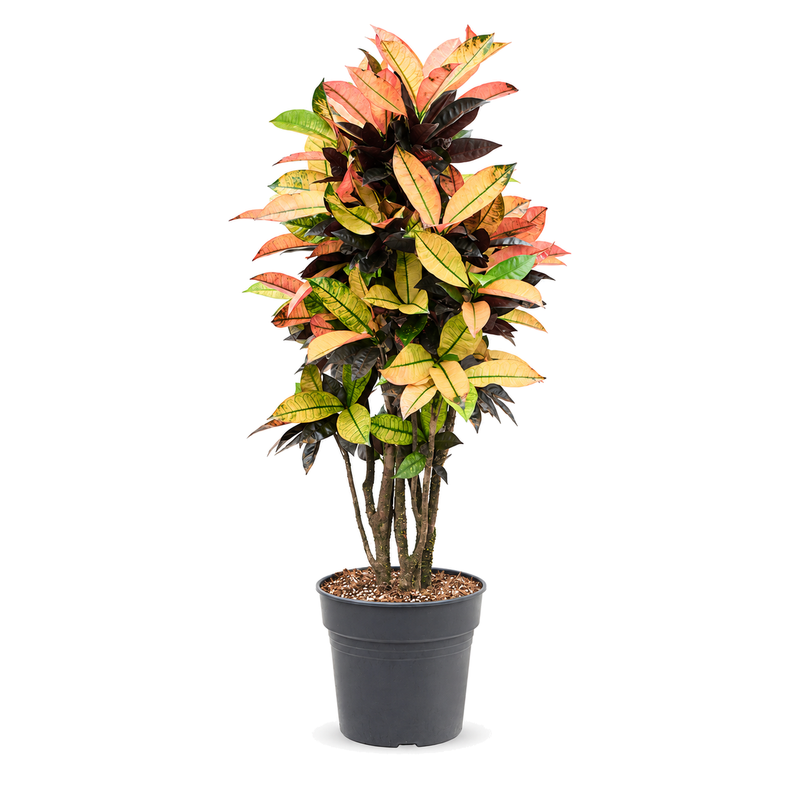 Codiaeum variegatum Mrs. Iceton v květináči