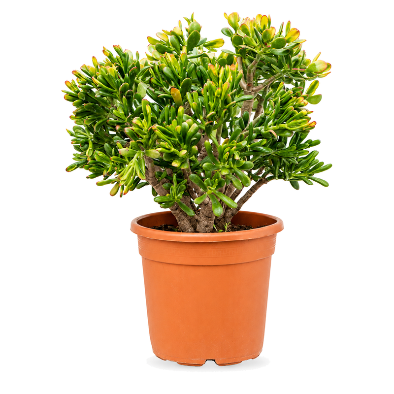 Crassula ovata Sunset v květináči
