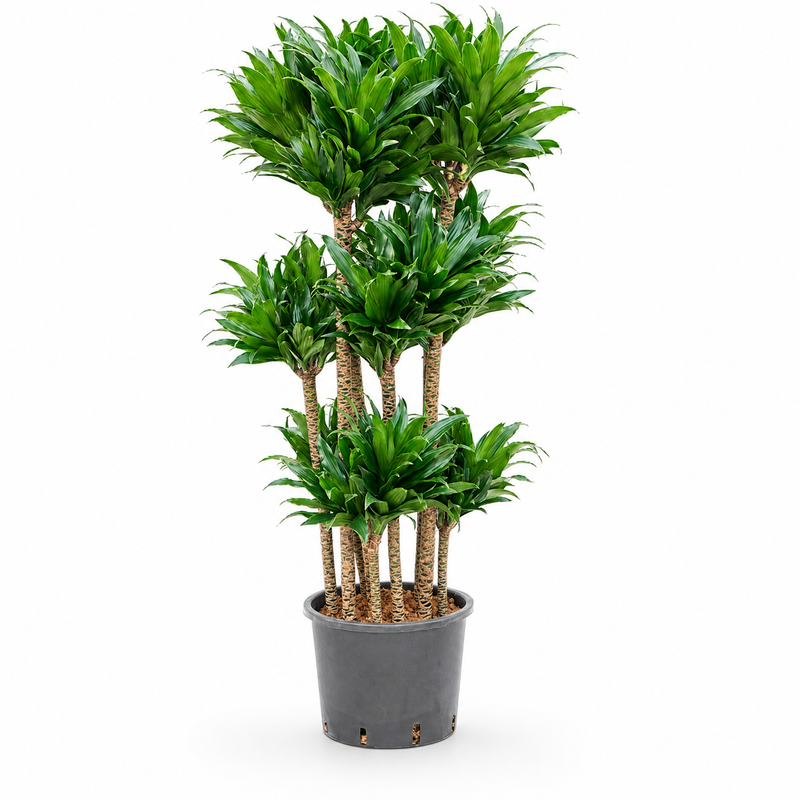 Dracaena fragrans Compacta v květináči