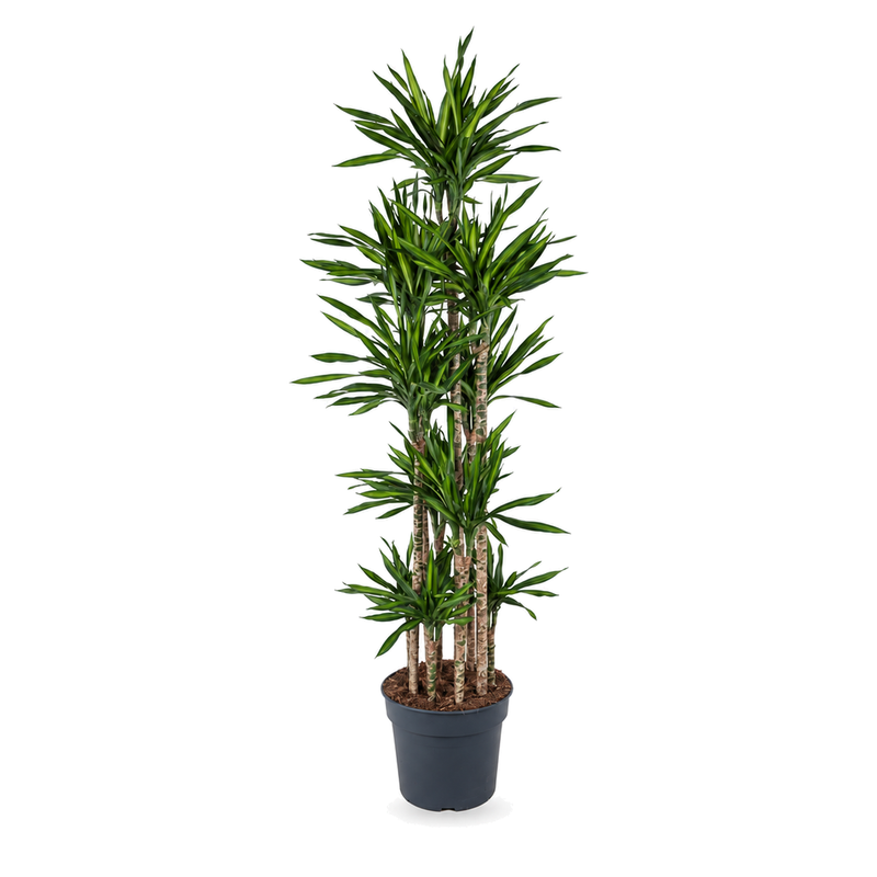 Dracaena fragrans Riki v květináči