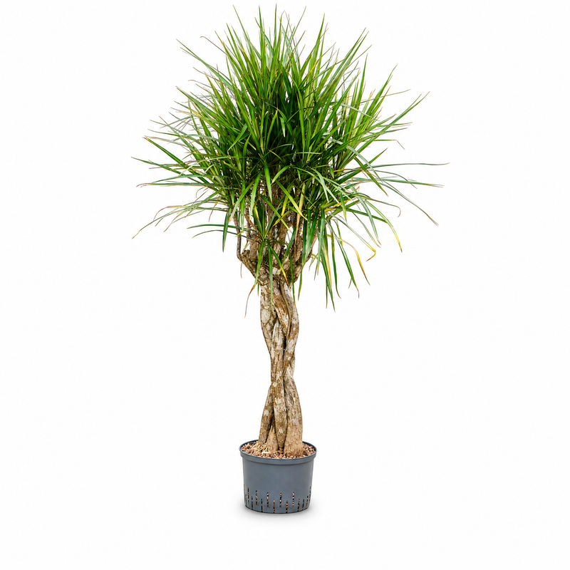 Dracaena marginata v květináči