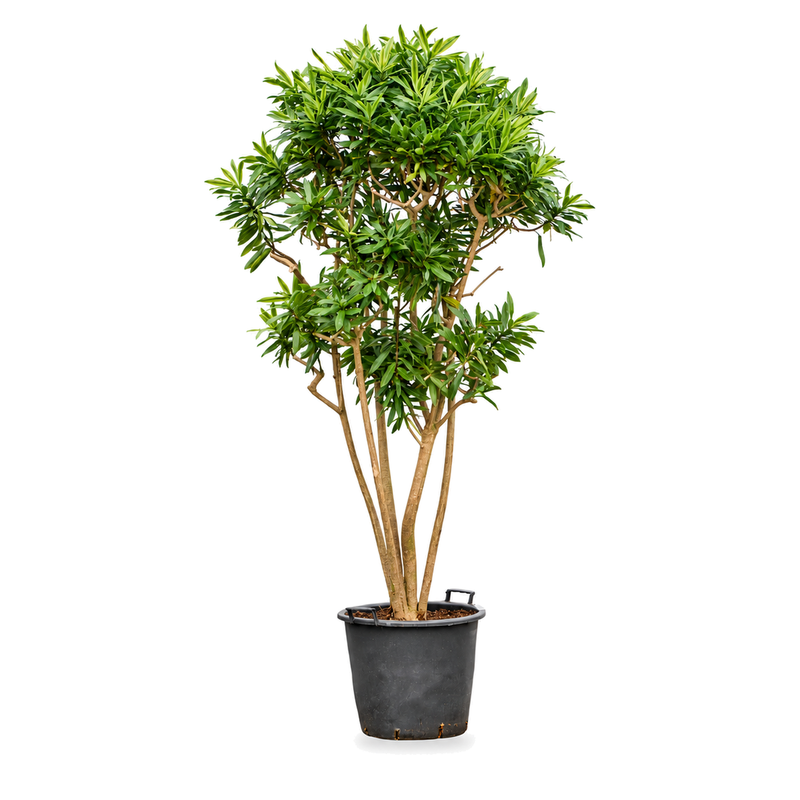 Dracaena reflexa Song of Sri Lanka v květináči