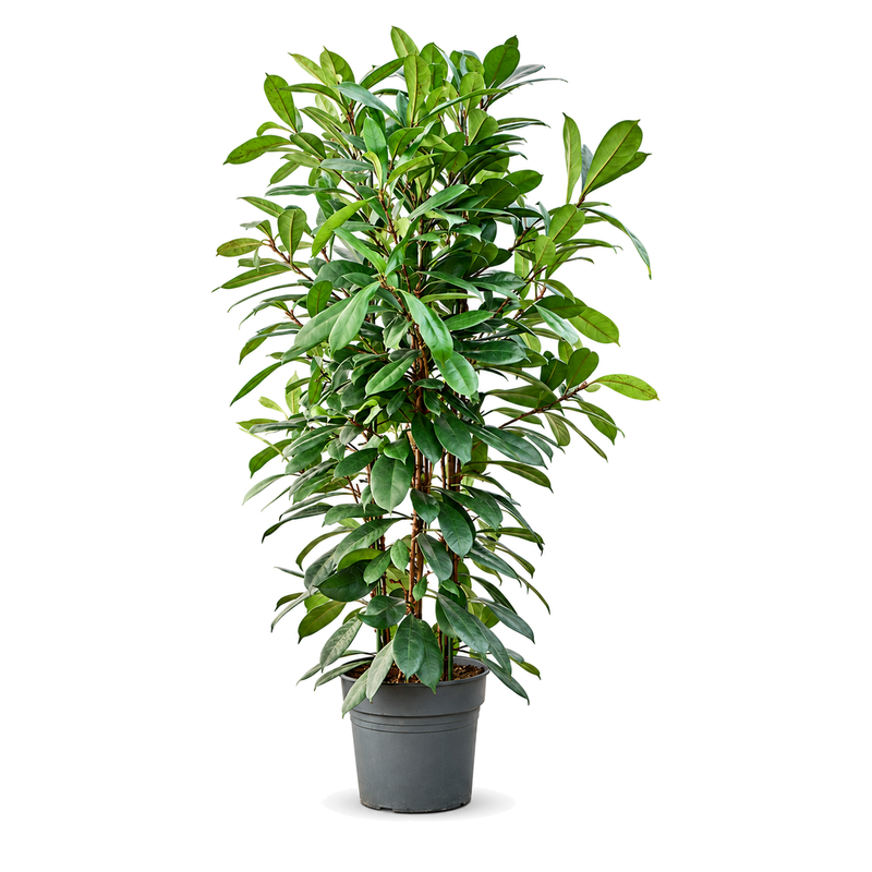 Ficus cyathistipula v květináči