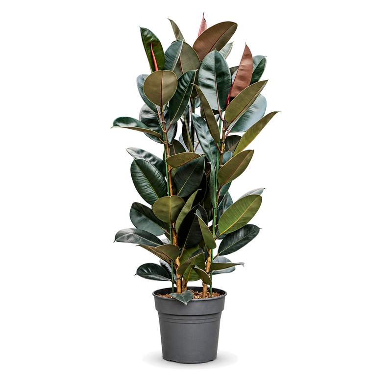 Ficus elastica Abidjan v květináči