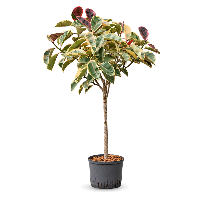 Ficus elastica Belize v květináči