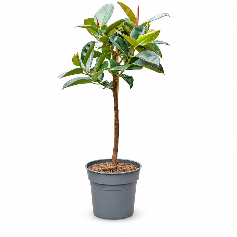 Ficus elastica Robusta v květináči