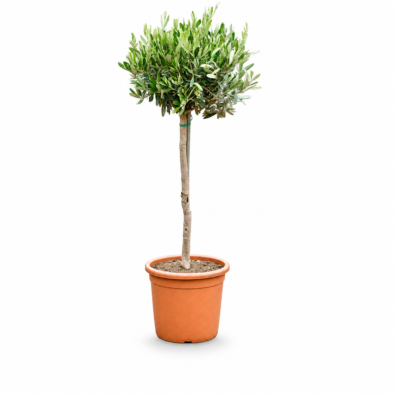 Olea europaea v květináči