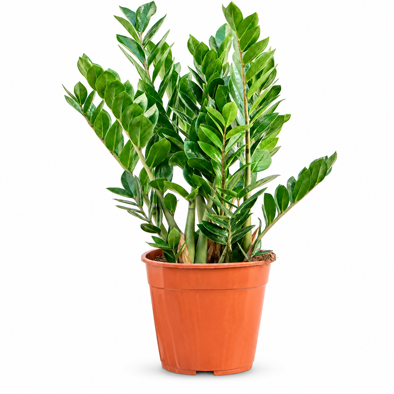 Zamioculcas zamiifolia v květináči
