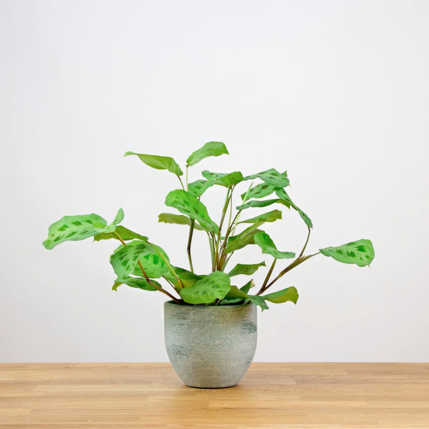 Maranta Leuconeura Kerchoveana