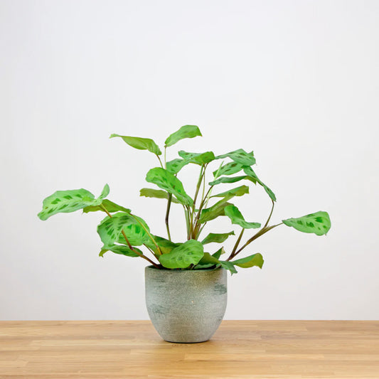 Maranta Leuconeura Kerchoveana