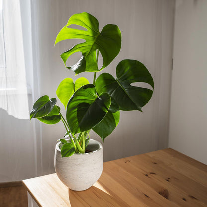 Monstera Deliciosa