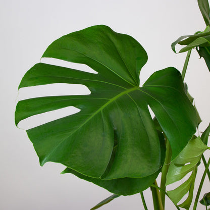 Monstera Deliciosa 'S'