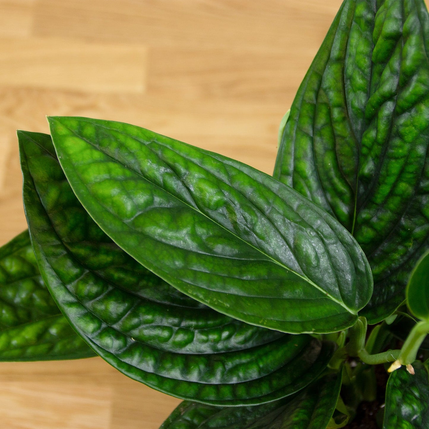 Monstera Karstenianum