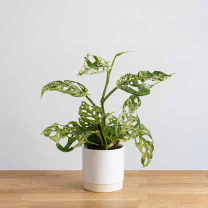 Monstera Frozen Freckles