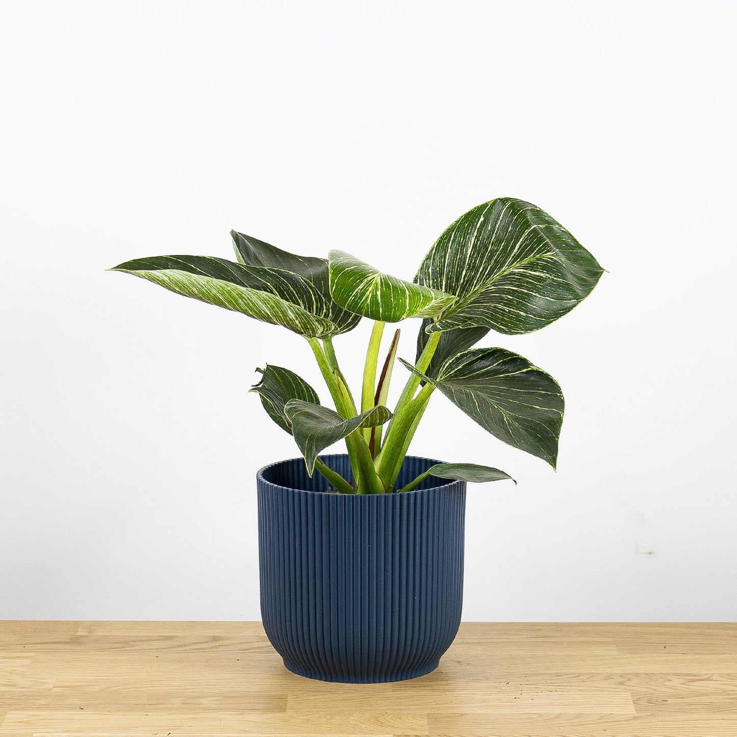 Philodendron birkin