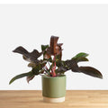 Philodendron Florida Bronze 'M'