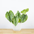 Philodendron Mamei 'S'