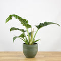 Philodendron Narrow 'S' (V)