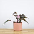 Philodendron Pink Princess 'M'