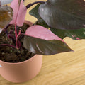 Philodendron Pink Princess 'M'