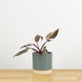 Philodendron Pink Princess Marble 'baby' (V)