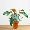 Philodendron Red Beauty