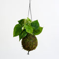 Kokedama Philodendron scandens