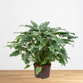 Philodendron Xanadu - hydroponics