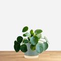 Pilea peperomioides 'S'