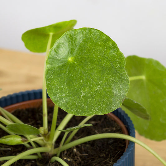 Pilea peperomioides Sugar