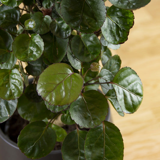 Polyscias scutellaria Fabian 'S'