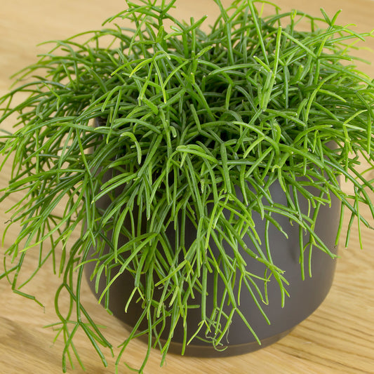Rhipsalis cassutha