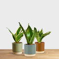 Sansevieria baby mix (V)