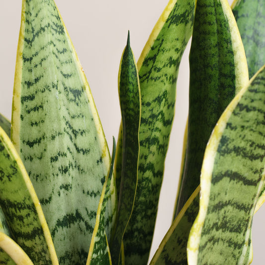 Sansevieria Laurentii 'L'