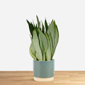 Sansevieria trifasciata Moonshine 'L'