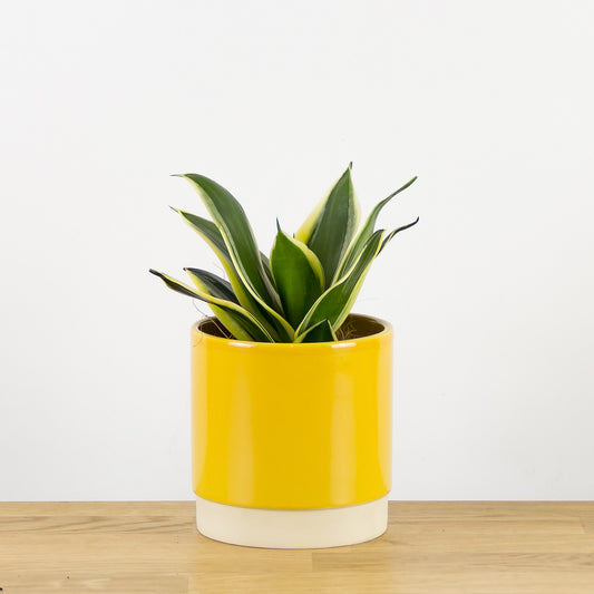 Sansevieria trifasciata Honey Bunny