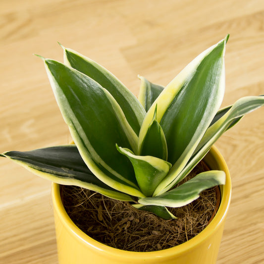Sansevieria trifasciata Honey Bunny