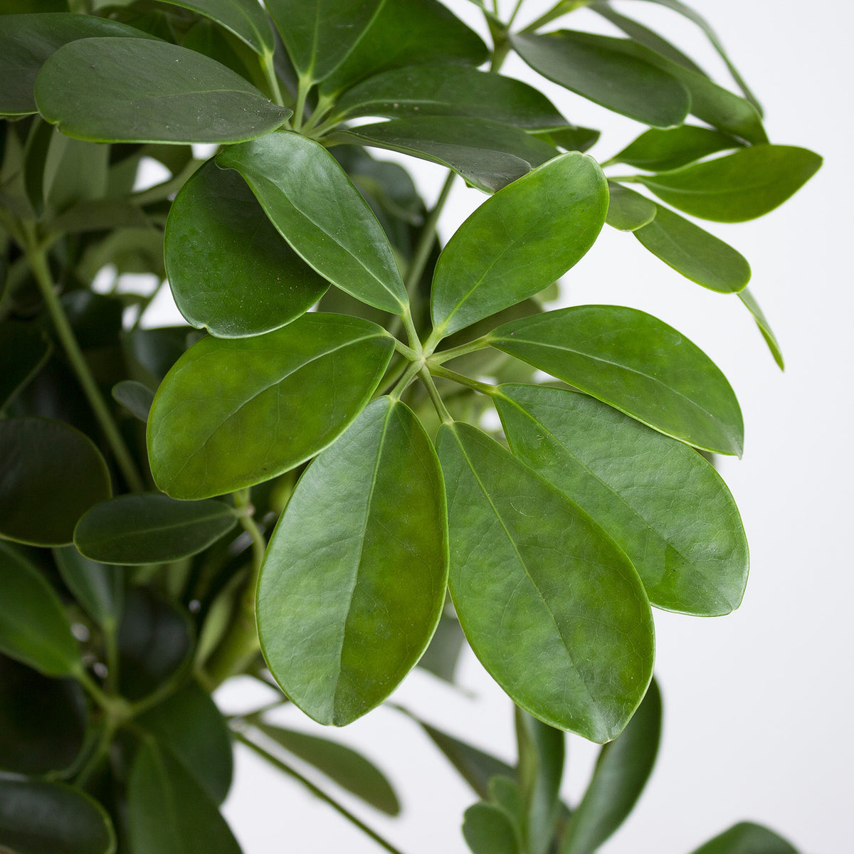 Schefflera arboricola Nora
