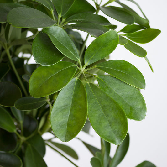 Schefflera arboricola Nora