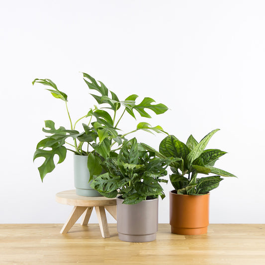 Set rostlin Monstertrojka