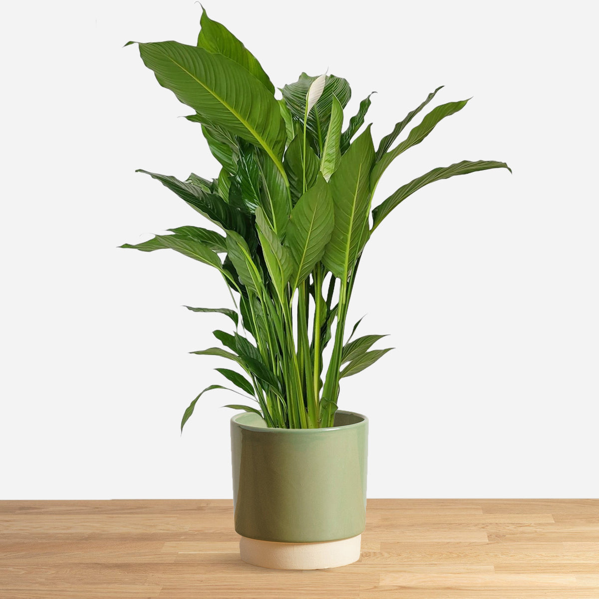 Spathiphyllum Bingo Cupido 'L'