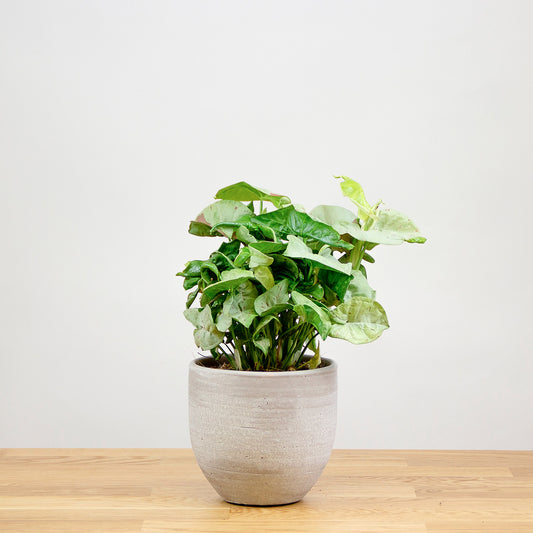 Syngonium Milk Confetti