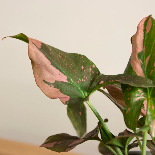 Syngonium Pink Splash 'baby'