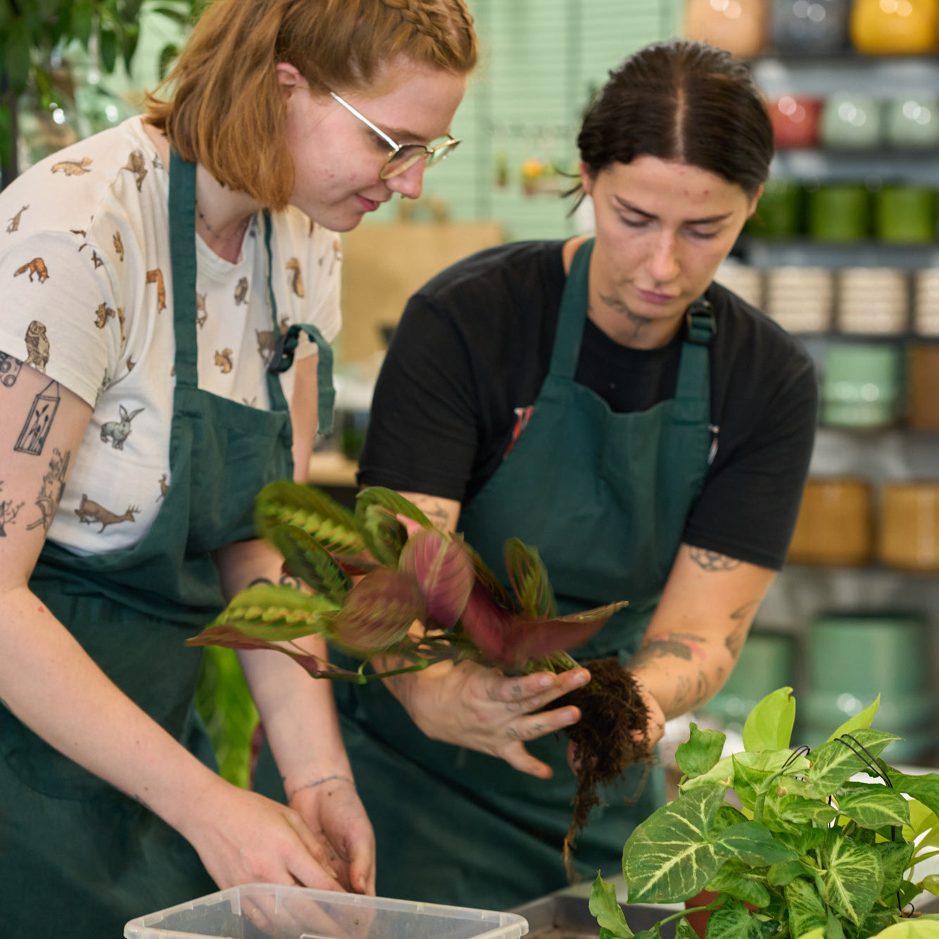 Workshop: Výroba kokedamy