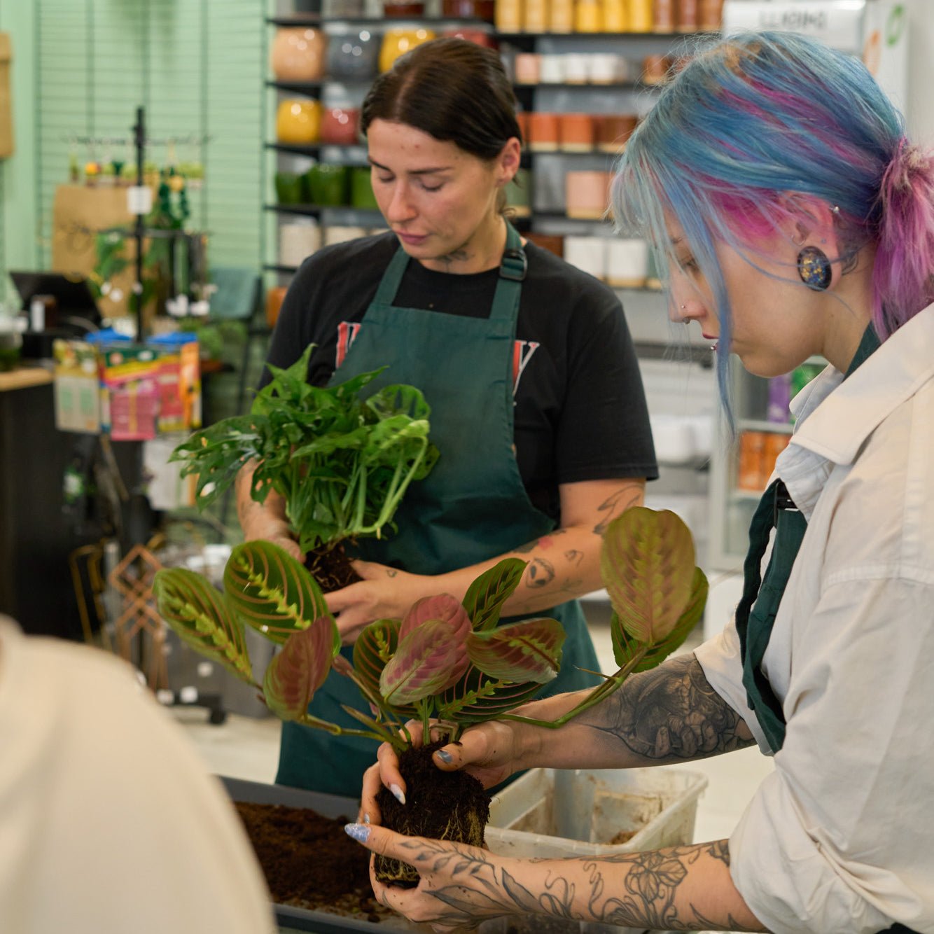 Workshop: Péče o pokojovky a jejich přesazování