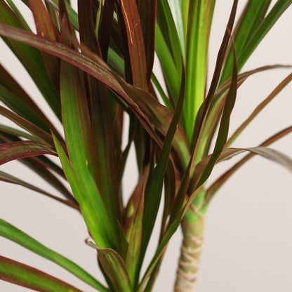 Dracaena Magenta