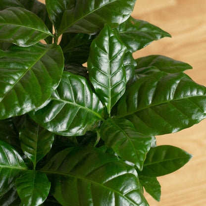 Coffea arabica 'S'