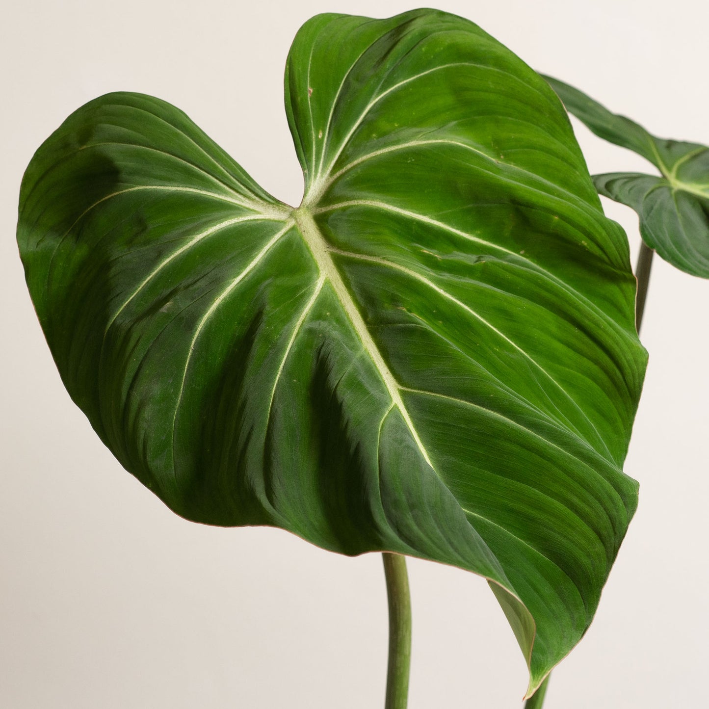 Philodendron Gloriosum